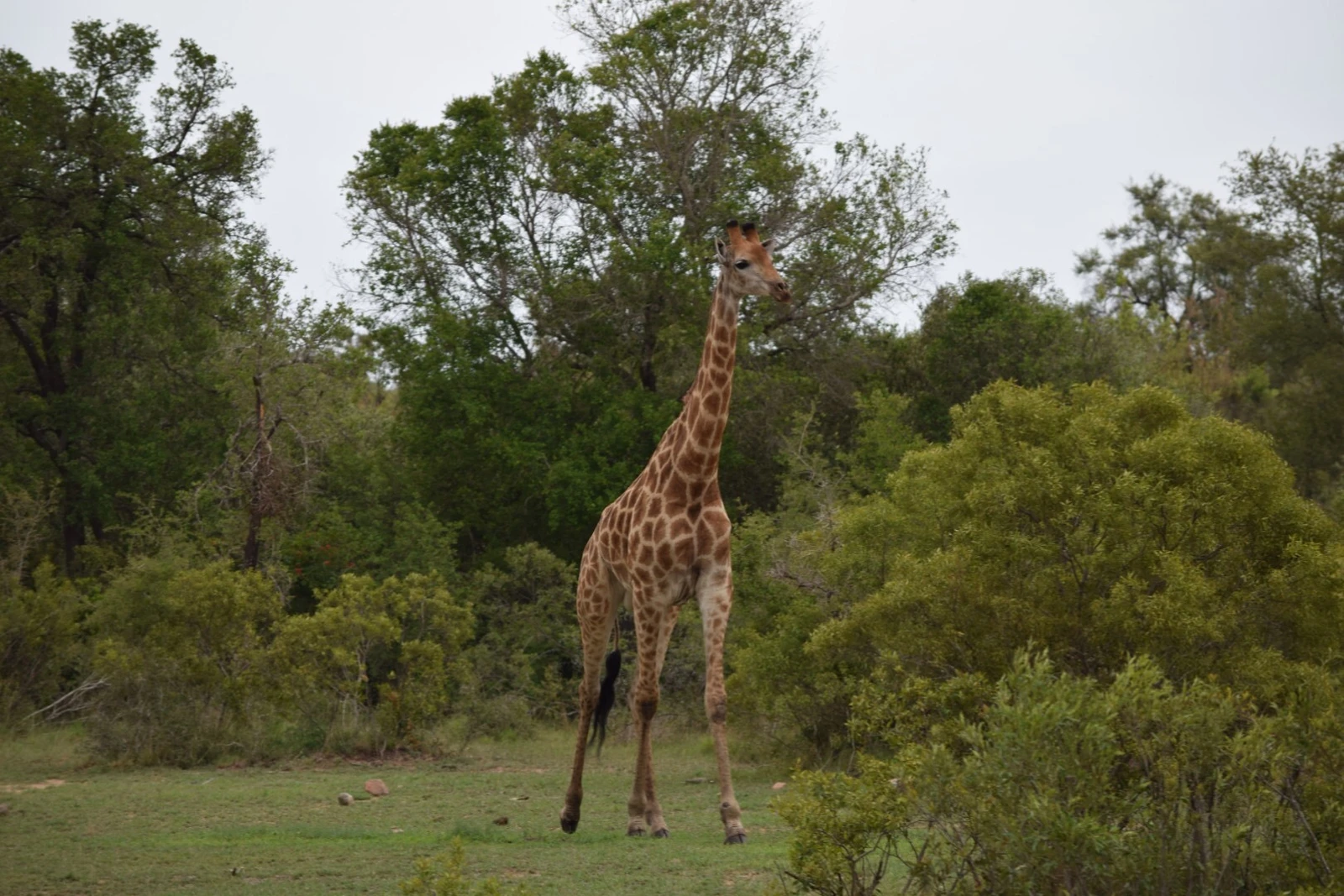 A giraffe beside the fairway in South Africa